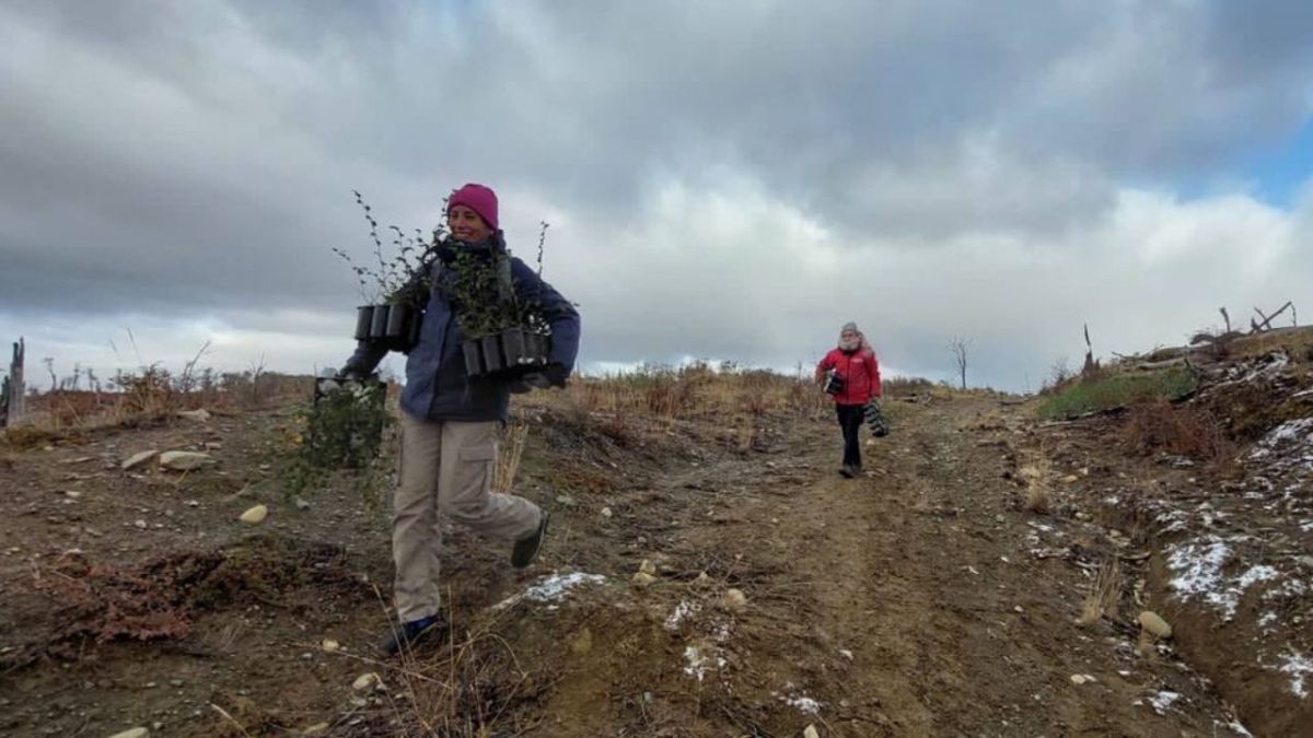 El Municipio realizó acciones de restauración del bosque fueguino