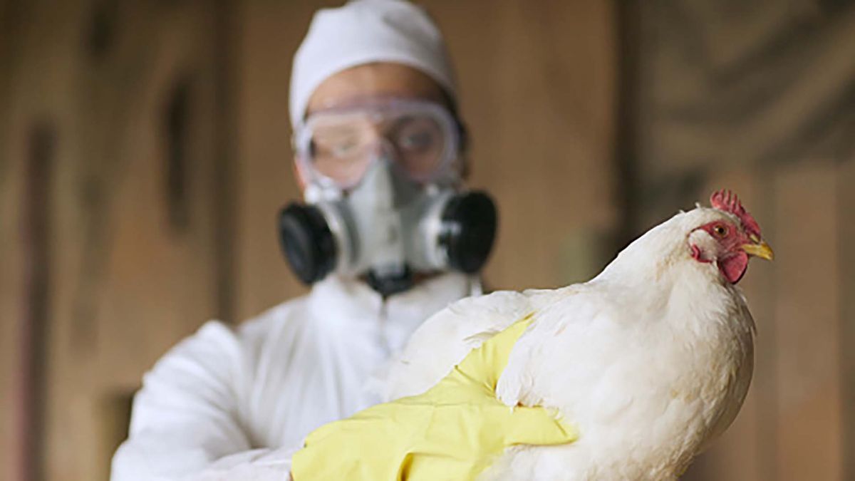 Brindarán una capacitación sobre el manejo de aves y la prevención de enfermedades