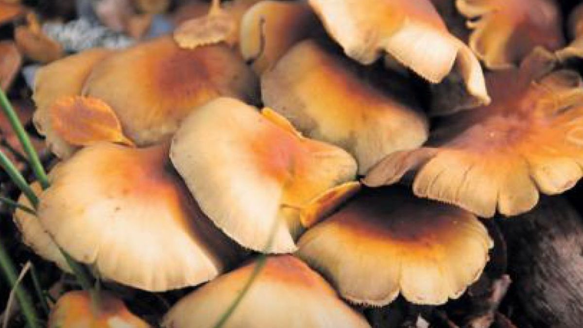 Se realizará el taller "Características generales y ecológicas de los hongos"