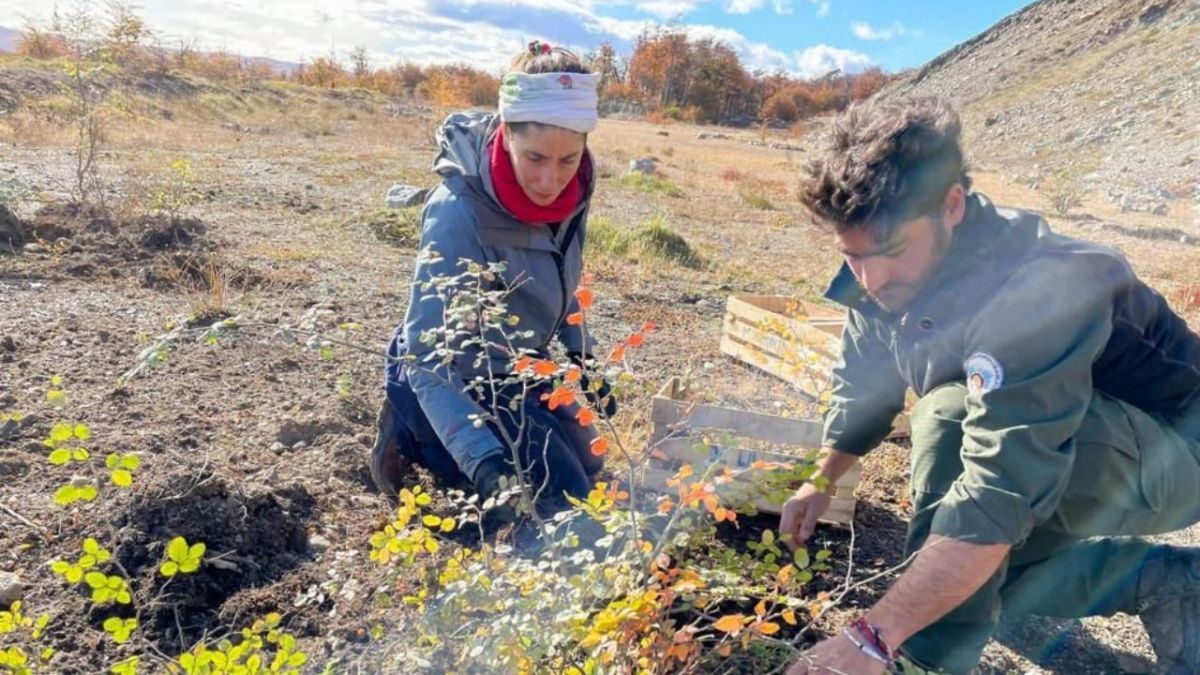 Se alcanzó el 72% de supervivencia de renovales de lenga en la campaña de reforestación