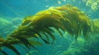 El bloque de la UCR busca declarar patrimonio natural al alga Macrocystis pyrifera